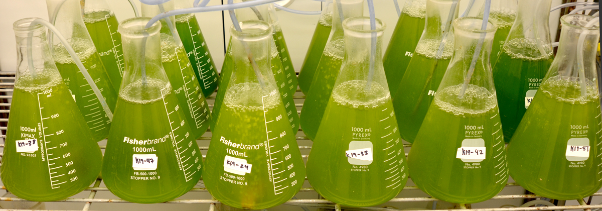 algae-bottles1200