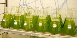 Photo of bottles of Algae in growth chamber
