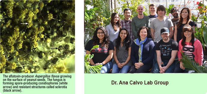Photo of Calvo lab members and Aspergillus flavus