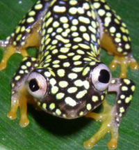 Photo of a spotted frog